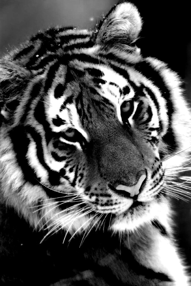 Тигр оборачивается обои