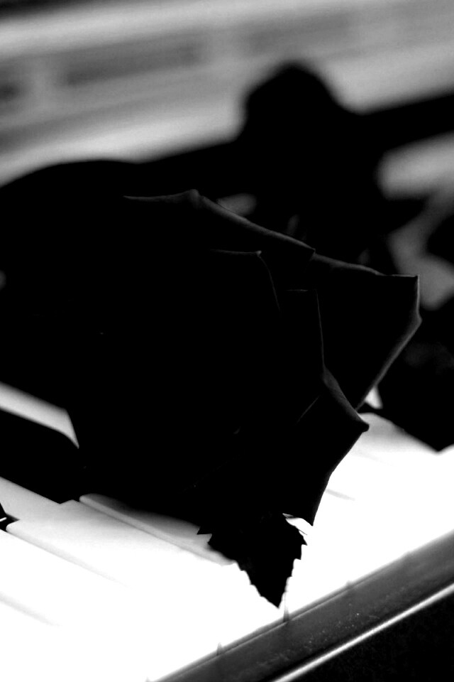 Роза на клавишах пианино обои