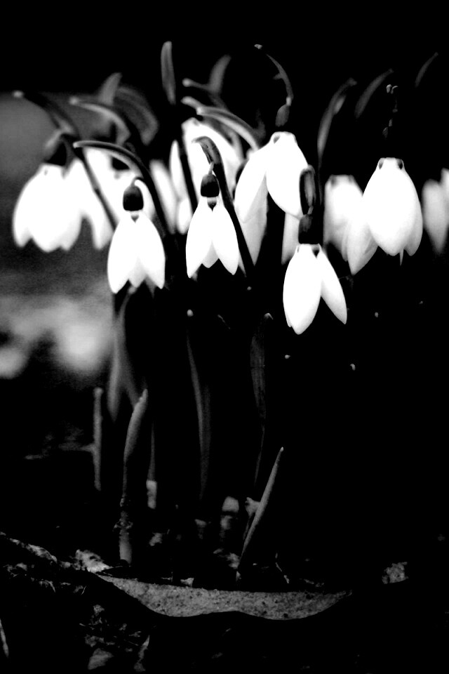 Подснежники - весенние цветы обои