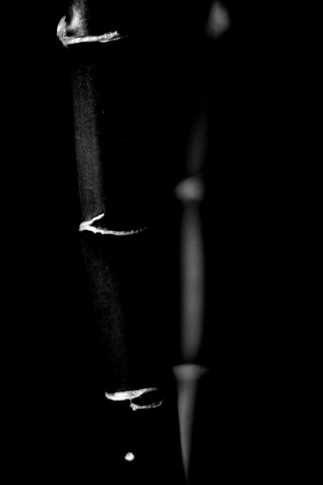 Макро фото стебля бамбука обои