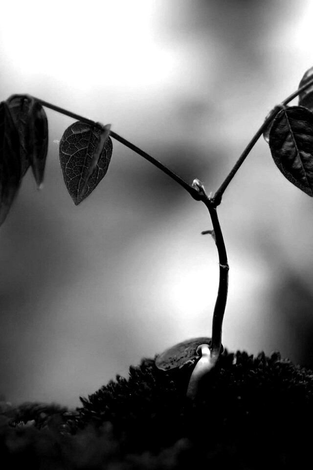 Молодой росток обои