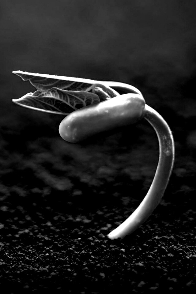 Макро фото зелёного росточка обои