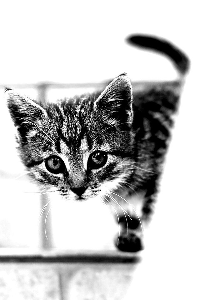 Коётнок выглядвает обои