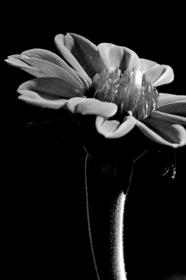 Красивый красный цветок обои