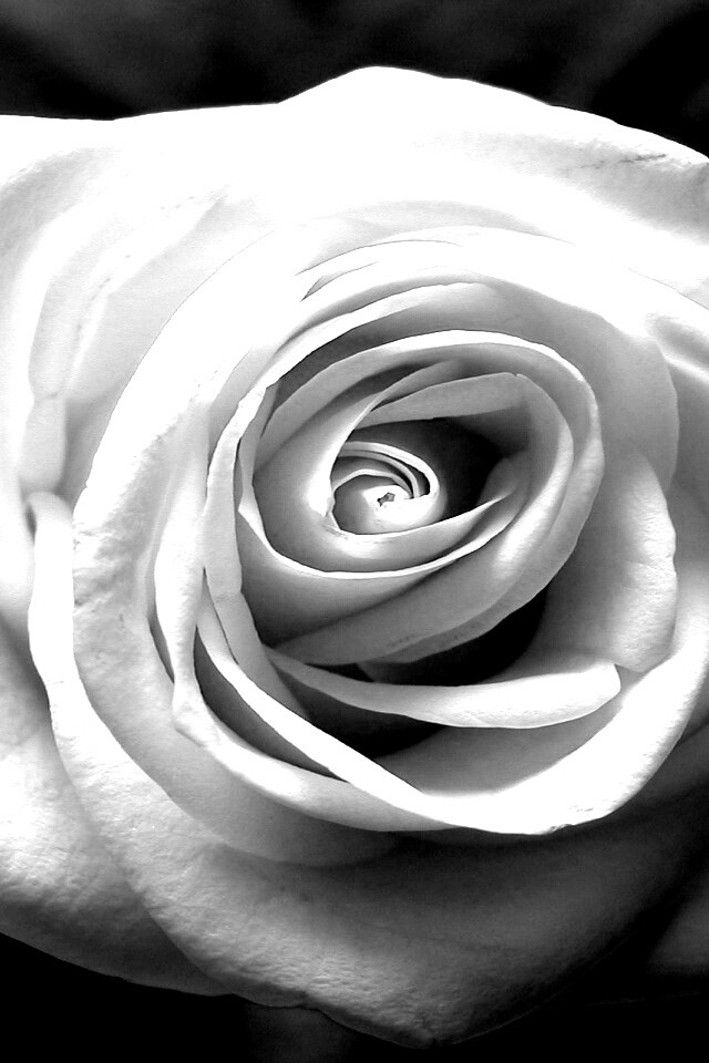 Белая роза на синей ткани обои