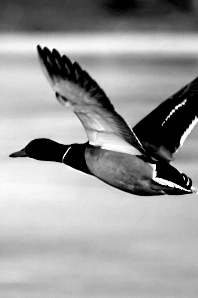 Полёт утки обои