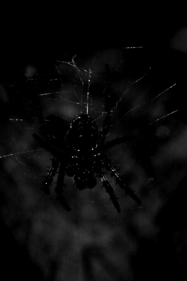 Паук на паутине обои