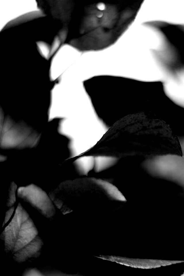 Увядающие листья обои