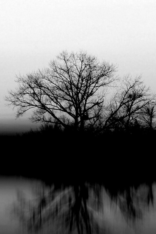 Деревья при закате обои