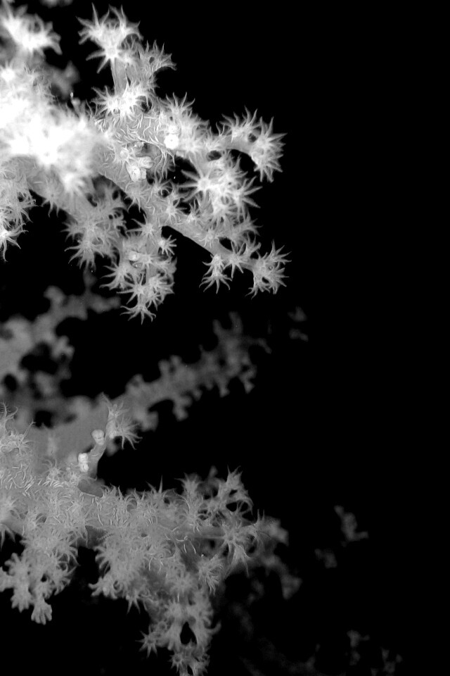 Кораллы обои