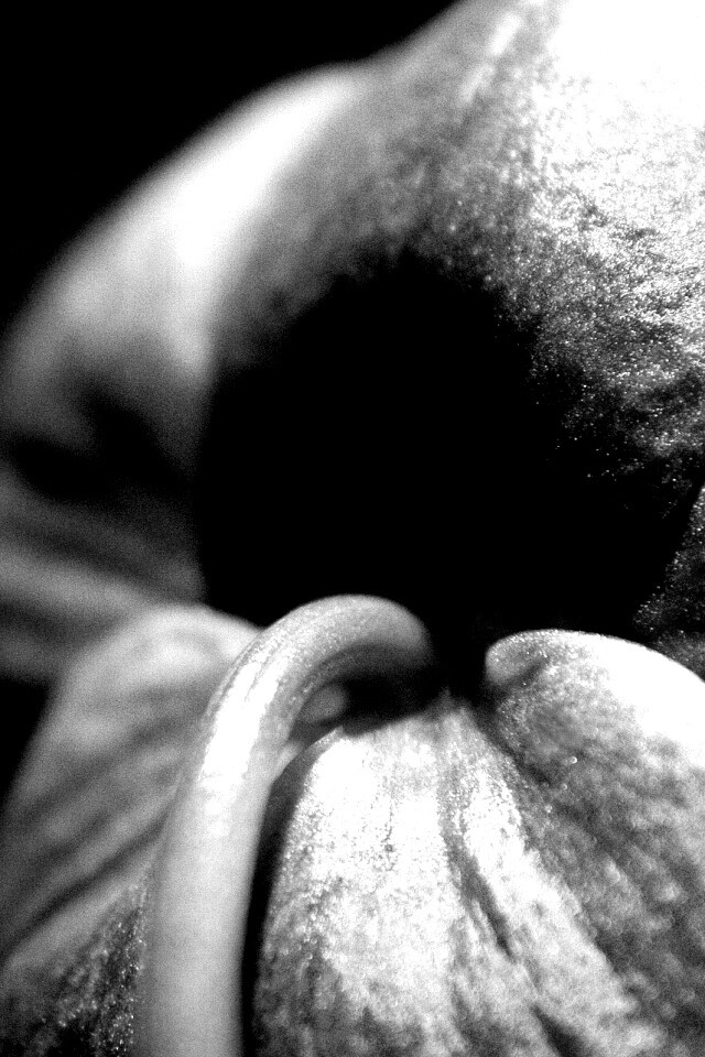 Розовый стебель обои