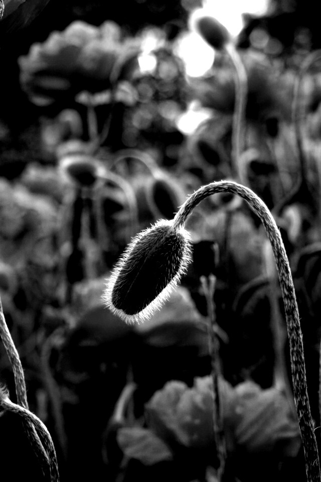 Бутон среди цветов обои