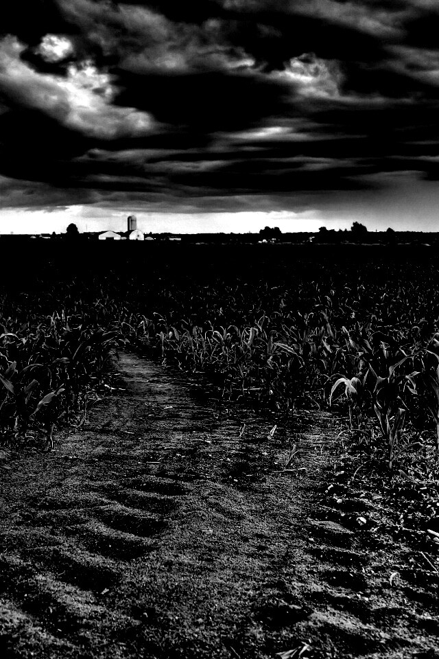 Кукурузное поле у фермы обои