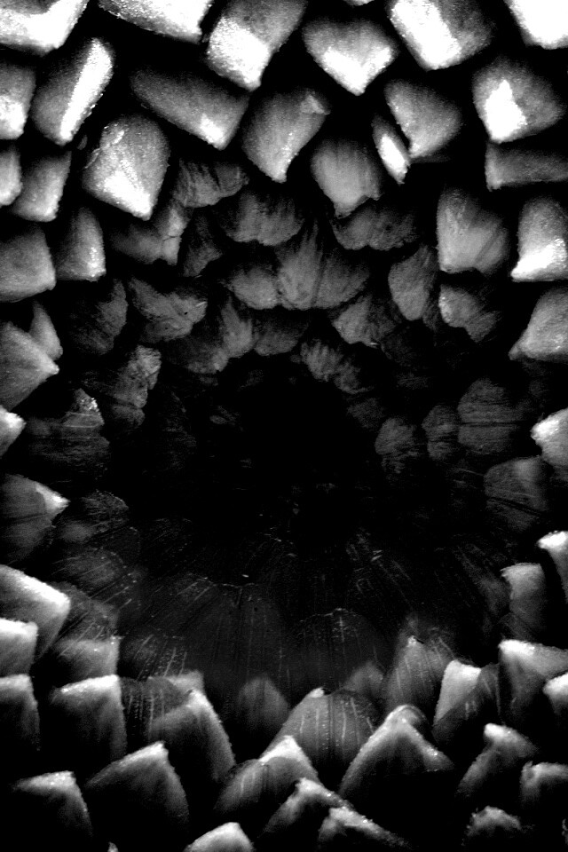 Сердцевина цветка обои