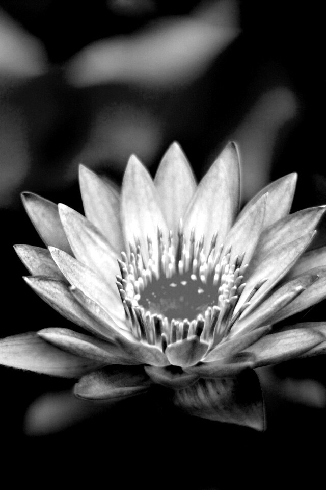 Фиолетовый цветок обои