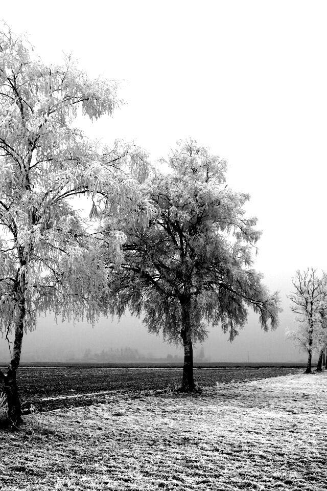 Первый снег обои