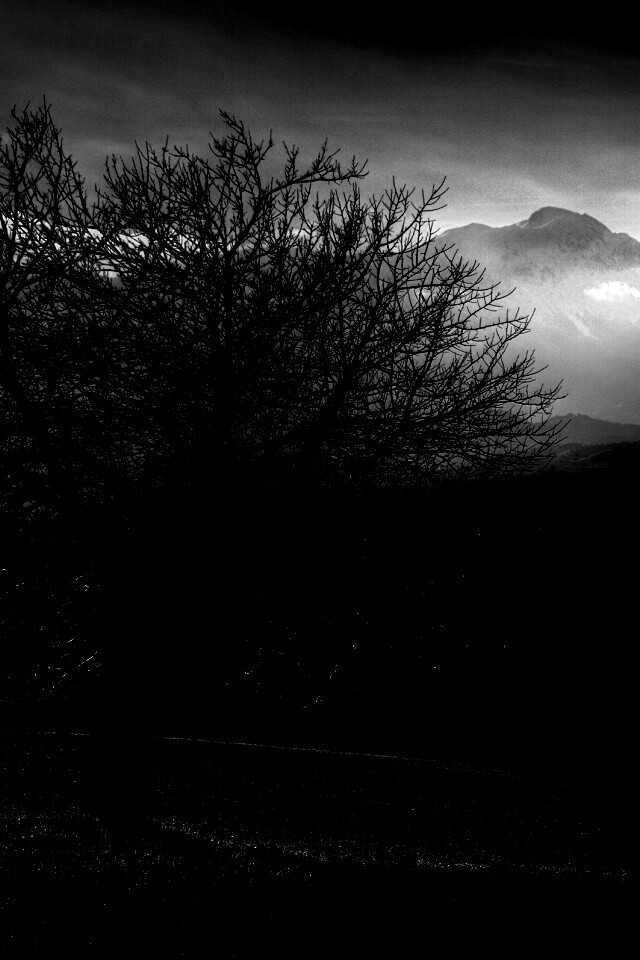 Дерево и горы обои