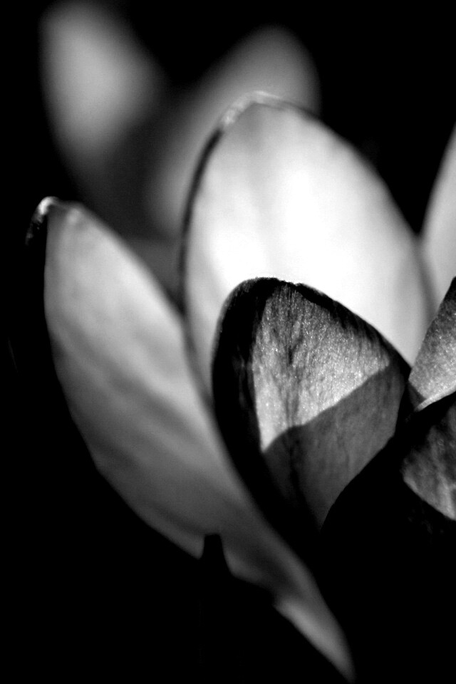 Фиолетовый крокус обои