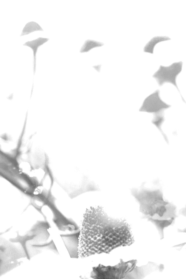 Летние цветы в лучах света обои