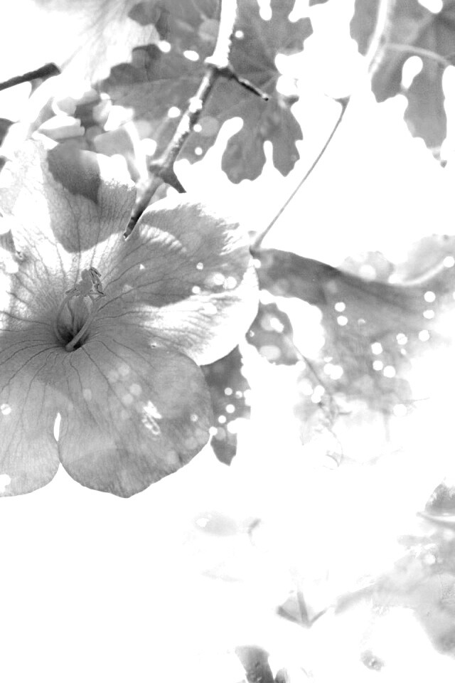 Цветочное настроение обои