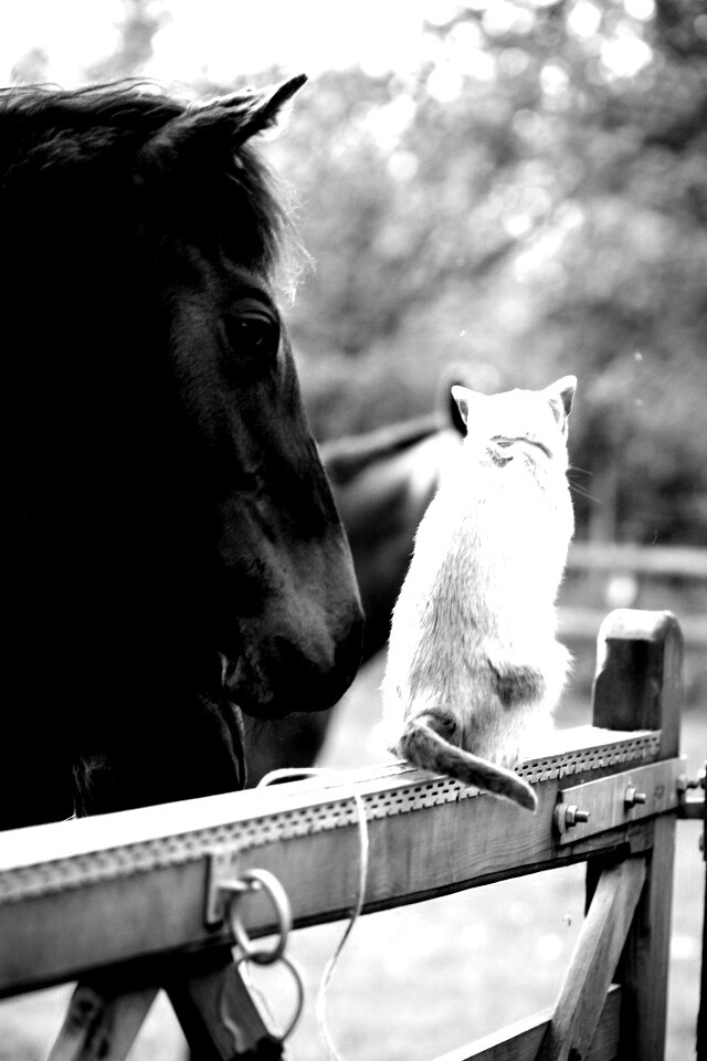 Друзья обои