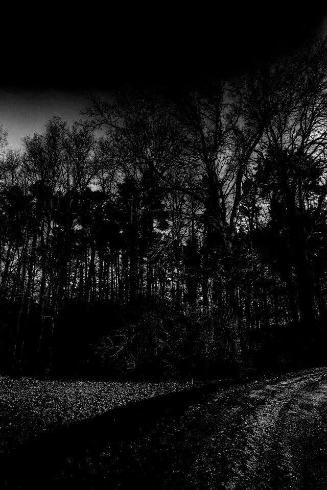 Дорога в лес обои