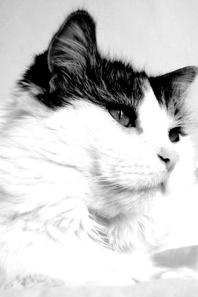 Белый кот с серой макушкой обои