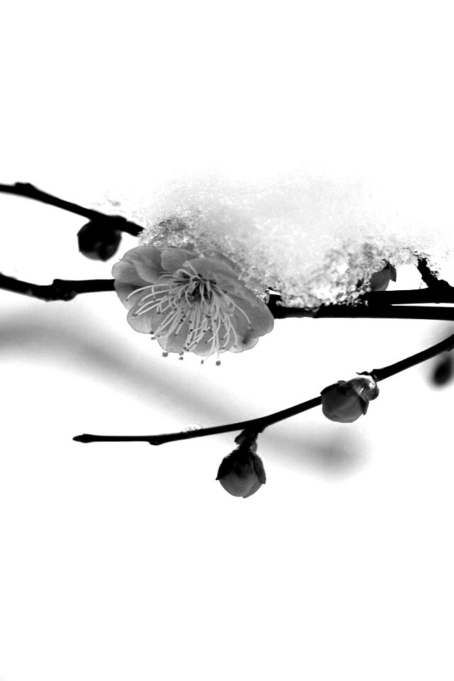 Цветы под снегом обои