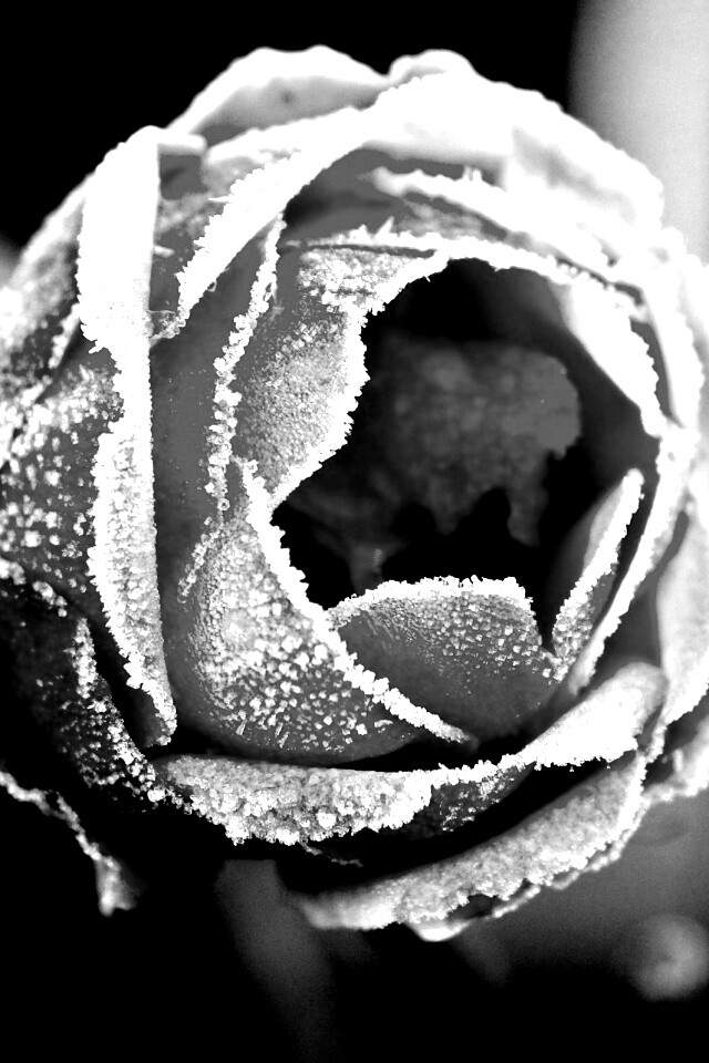 Роза в иние обои