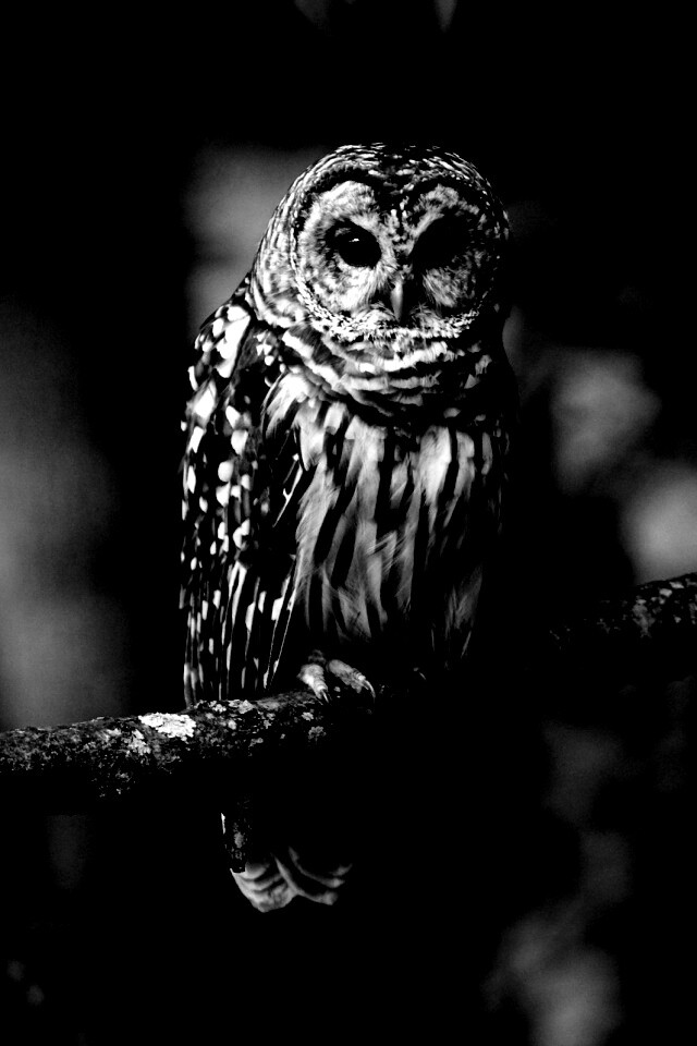 Сова на ветке обои