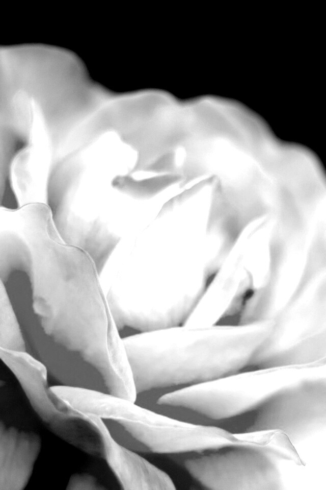 Картинка с нежным розовым цветком обои