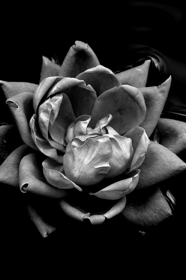 Красивый цветок на воде обои