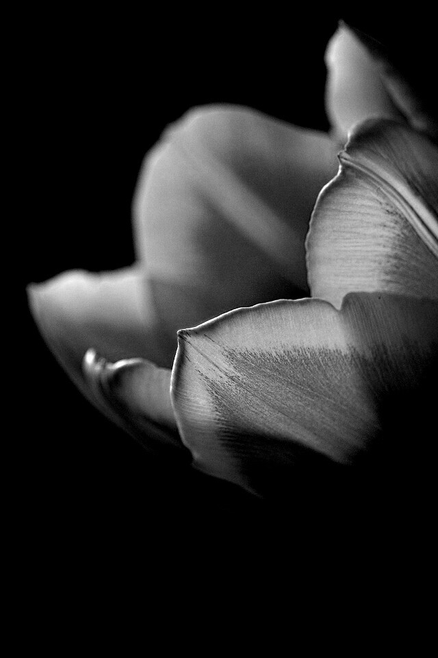 Тюльпаны в темноте обои