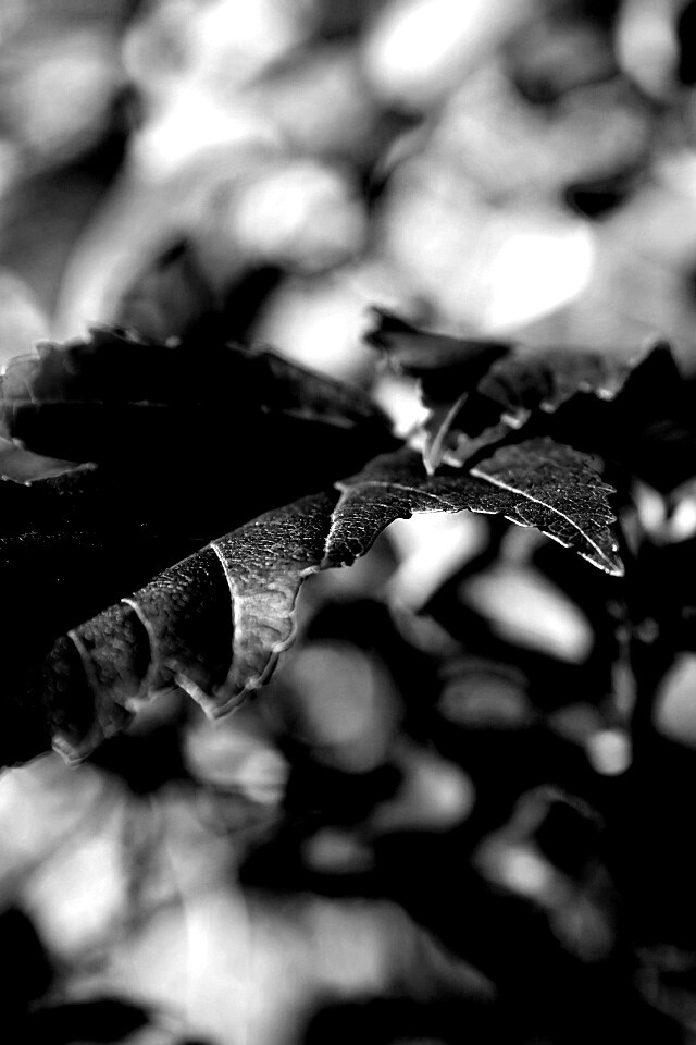 Красивые осенние листья в баговых цветах обои