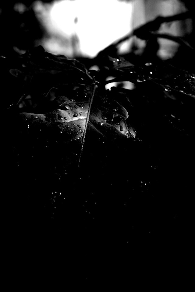 Сочные листья дуба обои