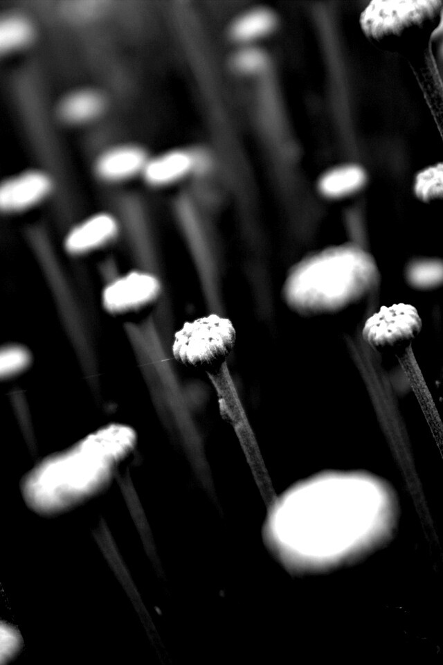 Молодые стебли обои