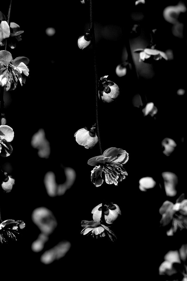 Веточки цветущего дерева обои