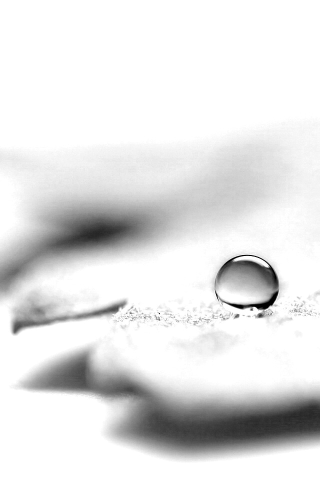 Капля на замёрзжем листе обои