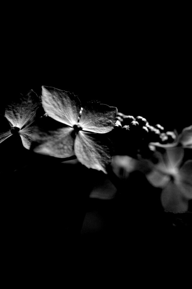 Нежно-синие цветы обои