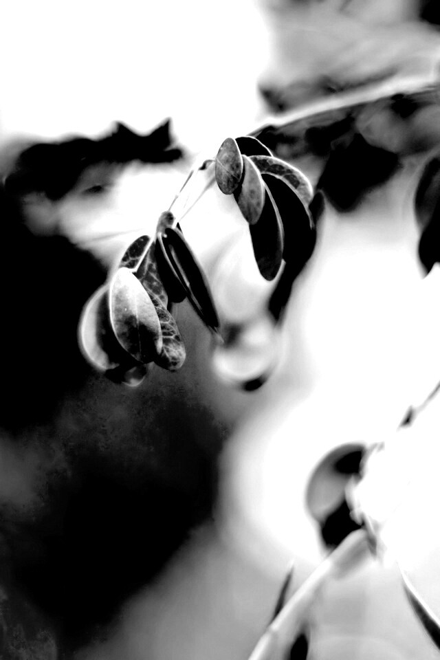 Фиолетовые листья обои