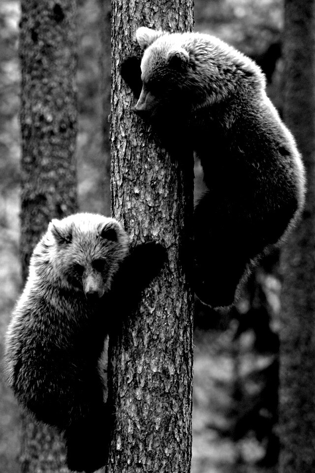 Медвежата обои