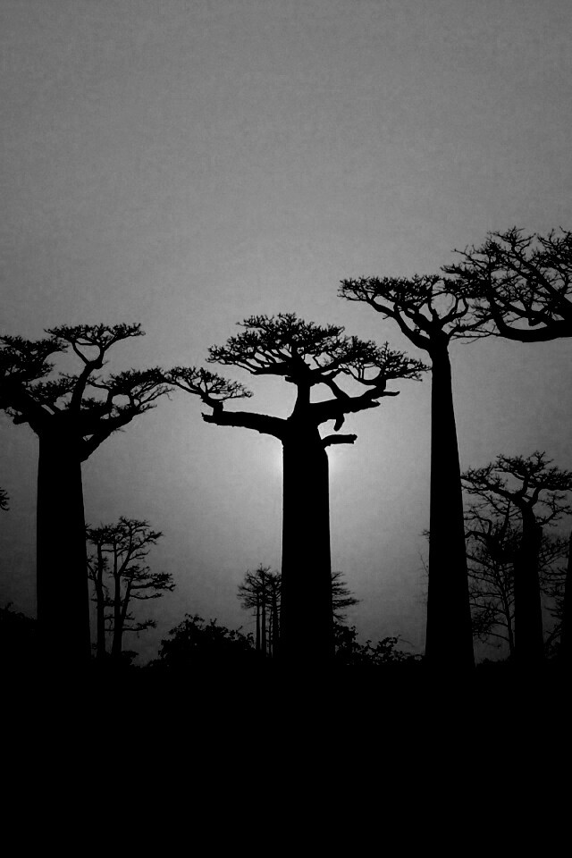 Баобабы на закате обои