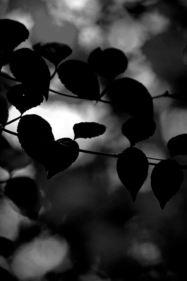 Ветка яркой зелени обои