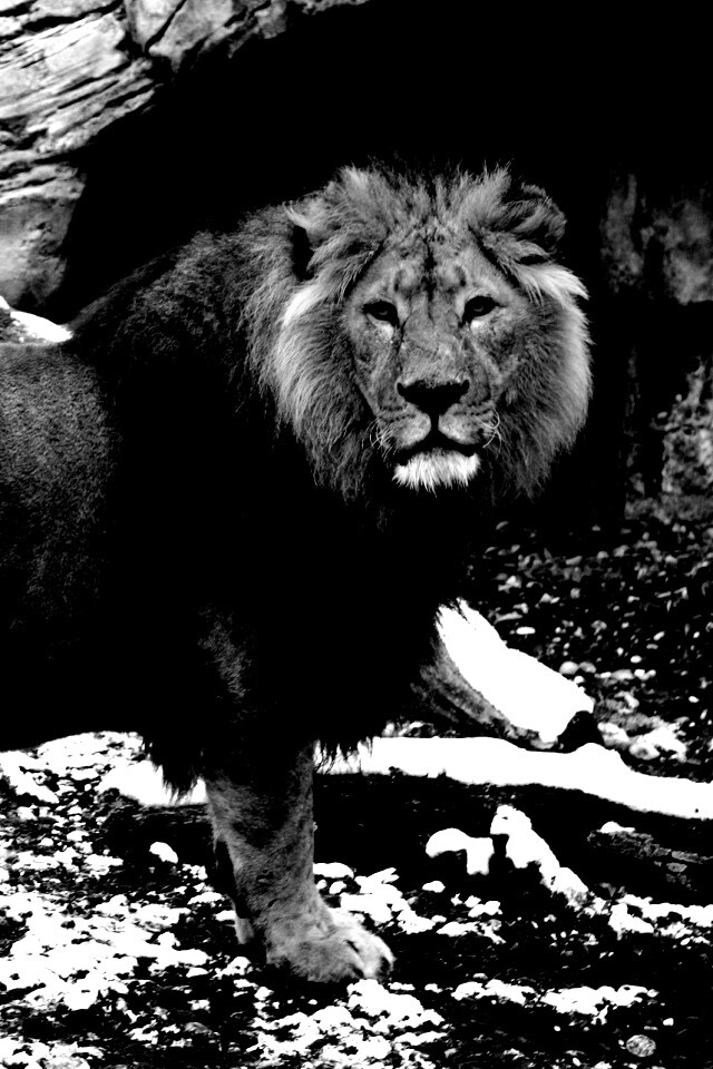 Красивый лев в лесу обои