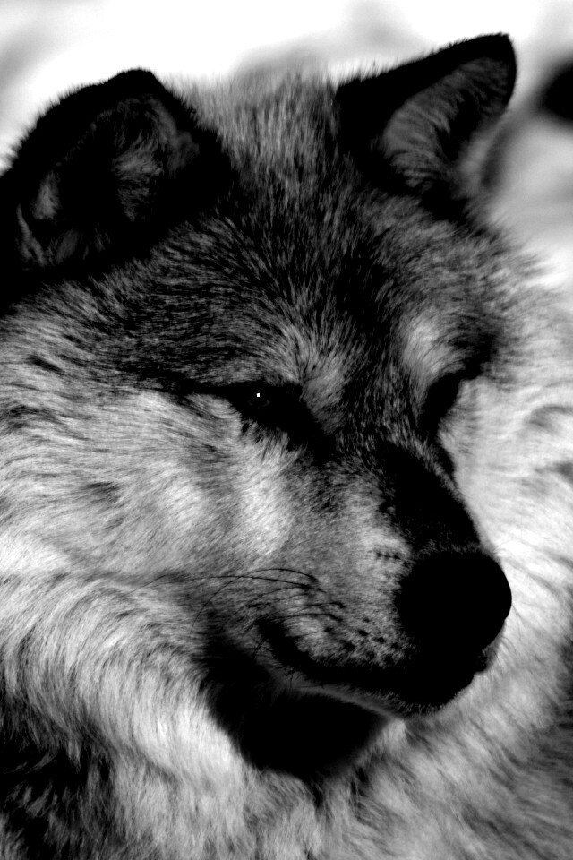 Лайка на снегу обои