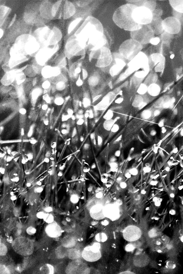 Трава в росе обои