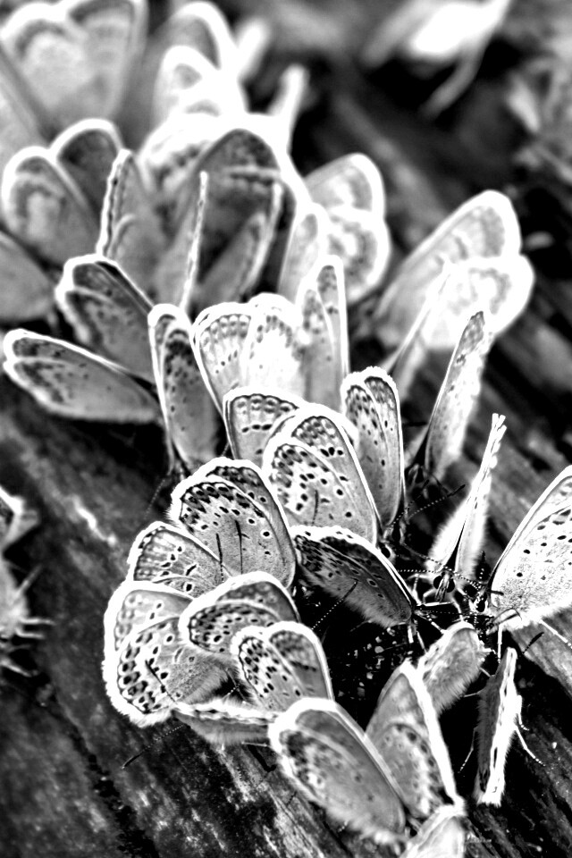 Голубые бабочки обои