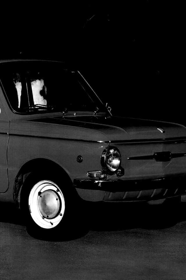 Оранжевый ушастый запорожец обои