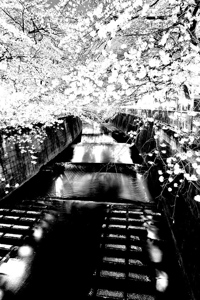 Река и цветение сакуры обои