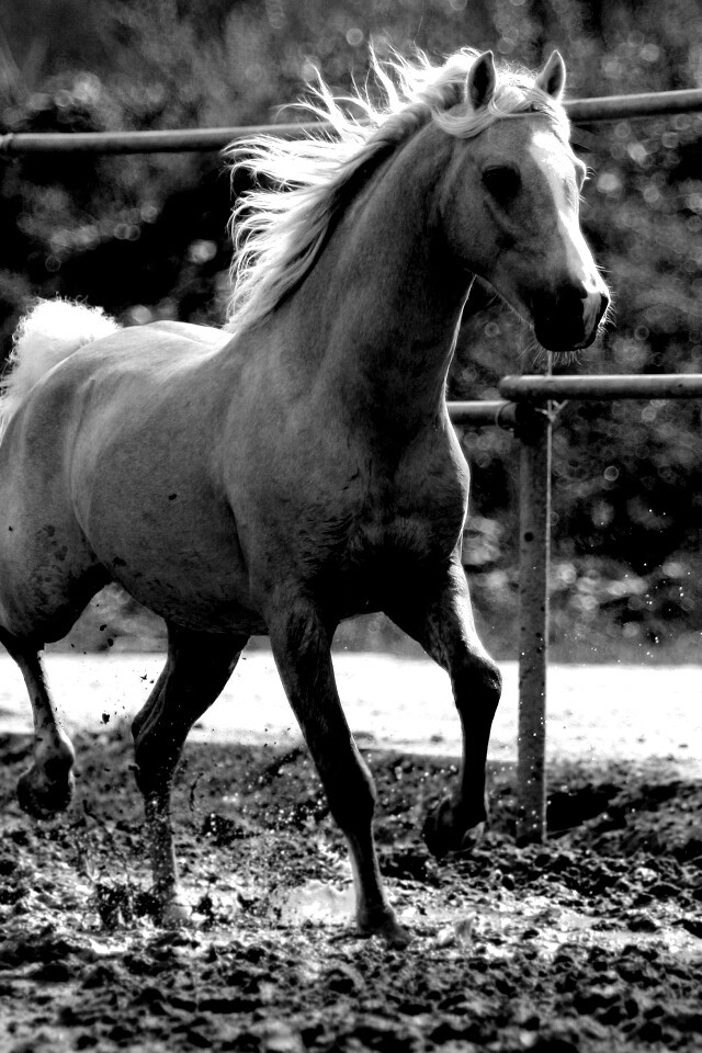 Молодая лошадь в загоне обои